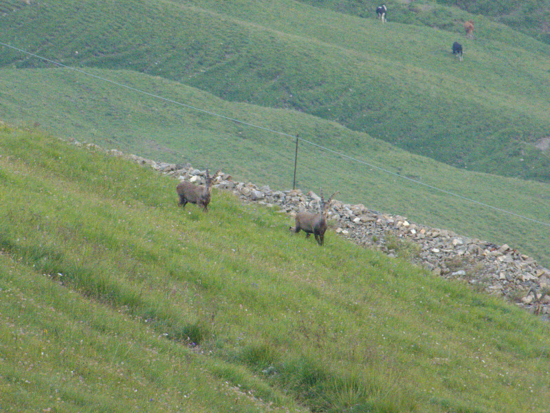 Brienzerrothorn 123.jpg