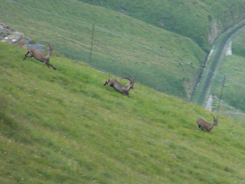 Brienzerrothorn 124.jpg