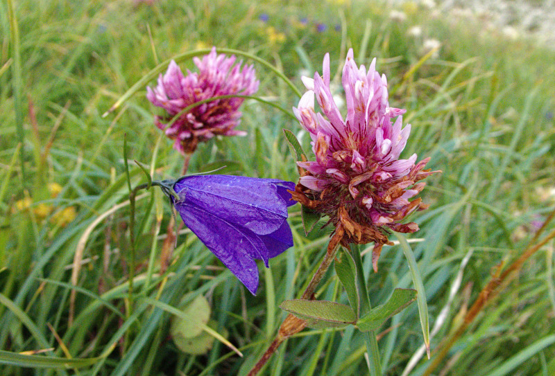 Brienzerrothorn 150.jpg