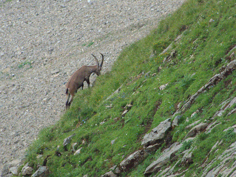 Brienzerrothorn 164.jpg