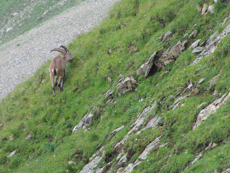 Brienzerrothorn 171.jpg