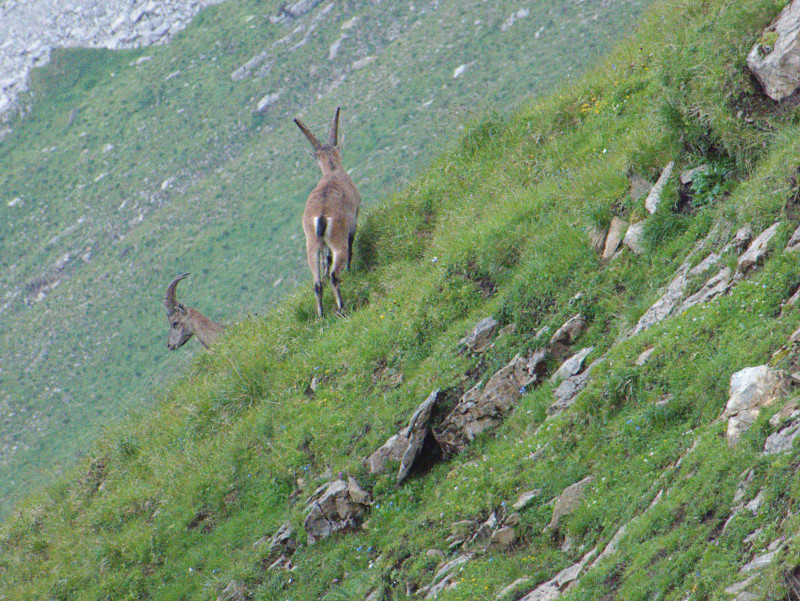 Brienzerrothorn 185.jpg