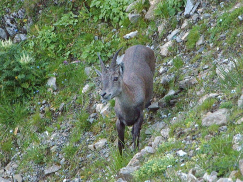 Brienzerrothorn 196.jpg