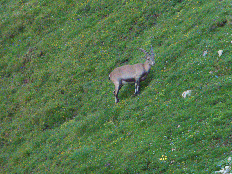 Brienzerrothorn 217.jpg