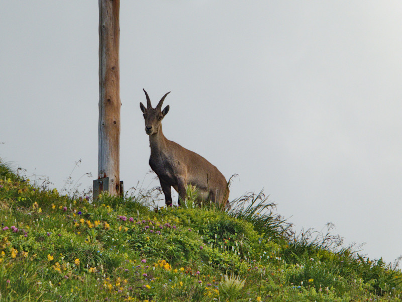 Brienzerrothorn 222.jpg