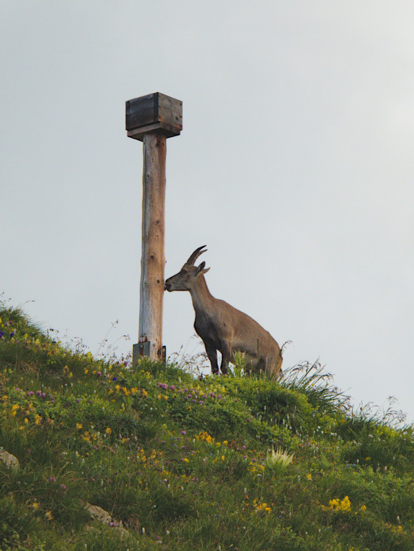 Brienzerrothorn 232.jpg