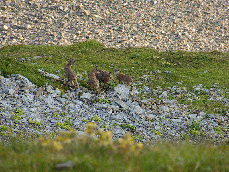 Brienzerrothorn 249.jpg