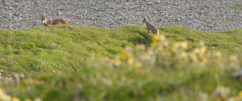 Brienzerrothorn 258.jpg