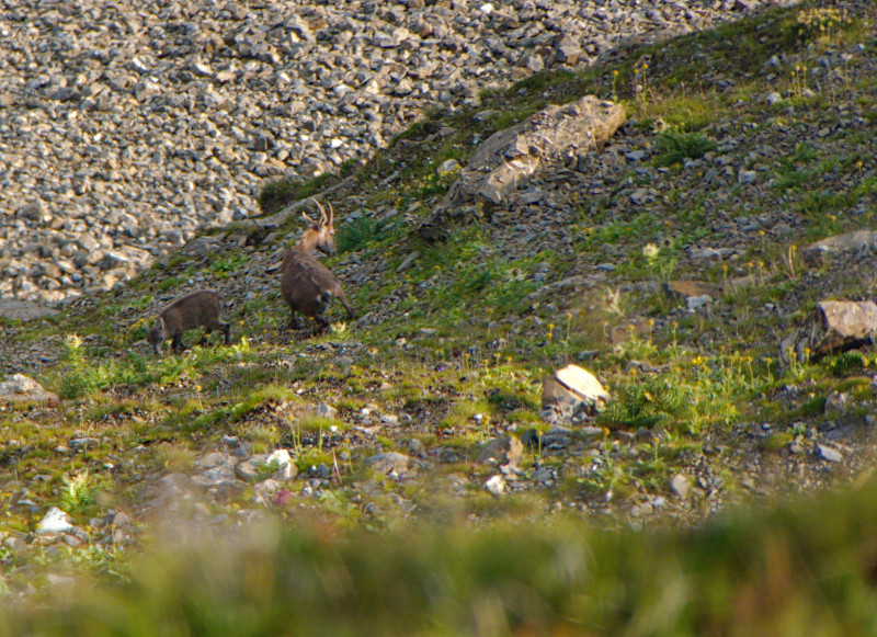 Brienzerrothorn 264.jpg