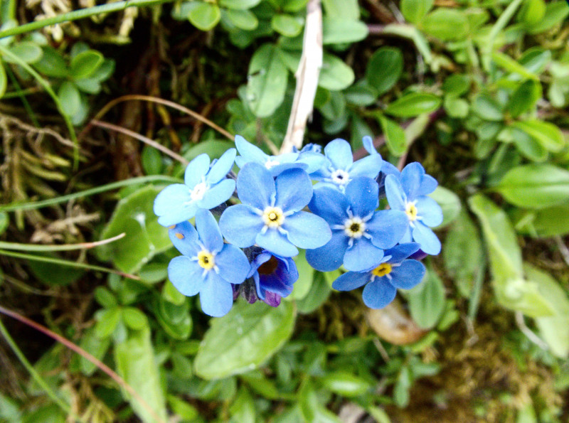 Brienzerrothorn2 012.jpg