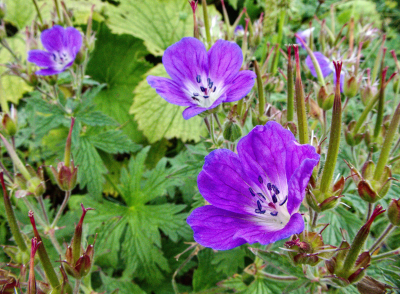 Brienzerrothorn2 014.jpg