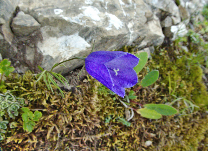 Brienzerrothorn2 031.jpg