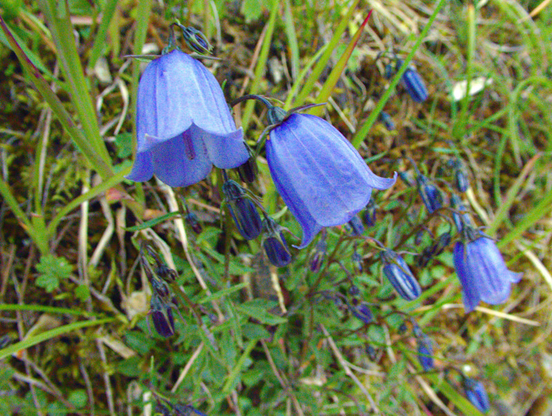 Brienzerrothorn2 032.jpg