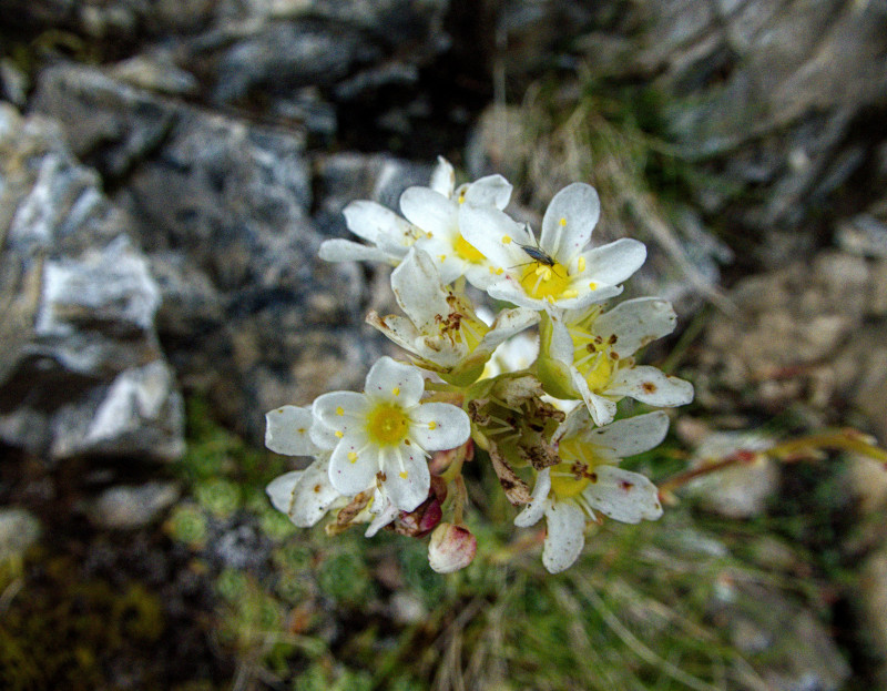 Brienzerrothorn2 034.jpg