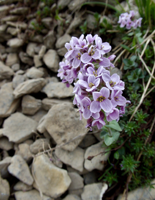 Brienzerrothorn2 061.jpg