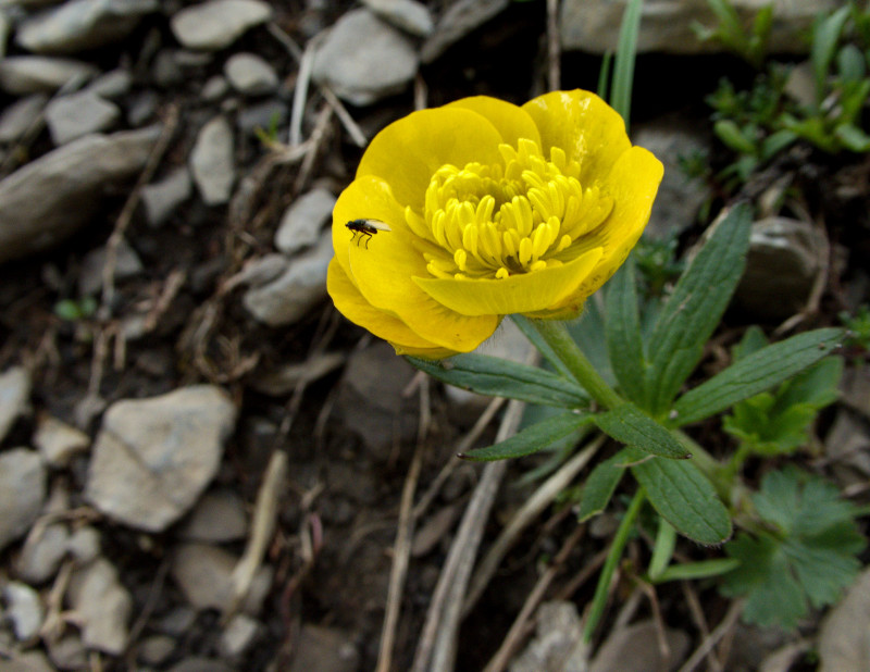 Brienzerrothorn2 062.jpg