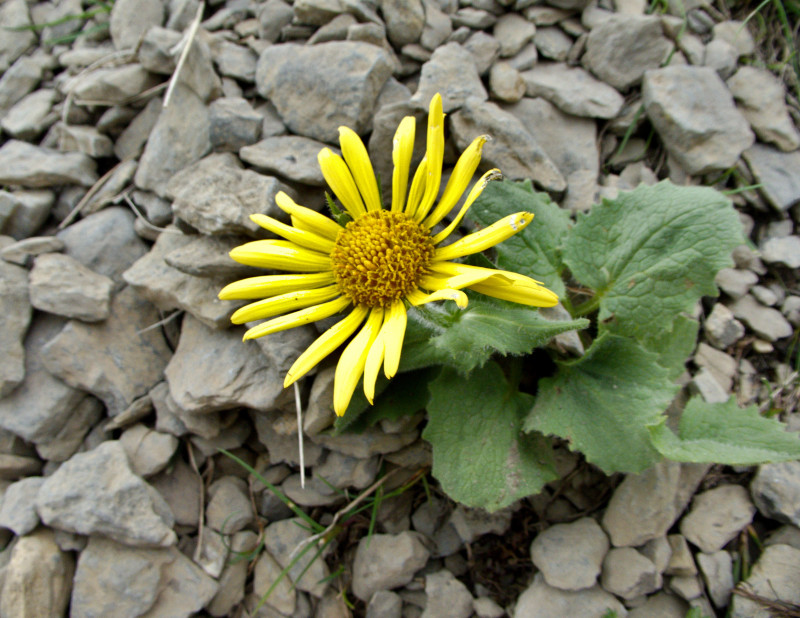 Brienzerrothorn2 063.jpg