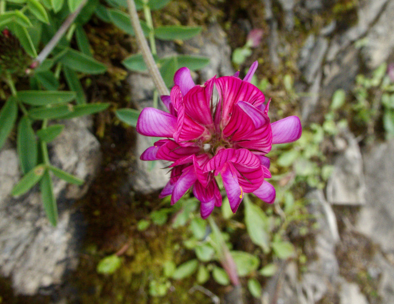 Brienzerrothorn2 064.jpg