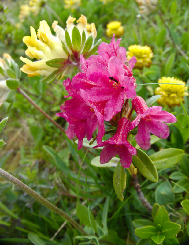 Brienzerrothorn2 079.jpg