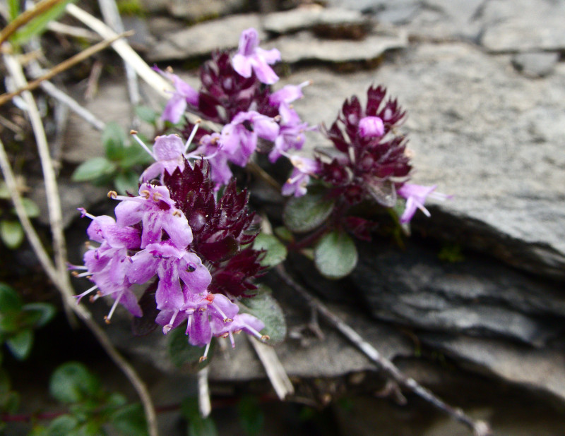 Brienzerrothorn2 085.jpg