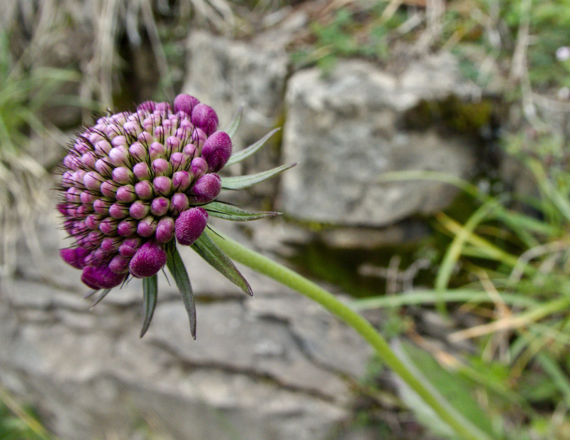 Brienzerrothorn2 086.jpg