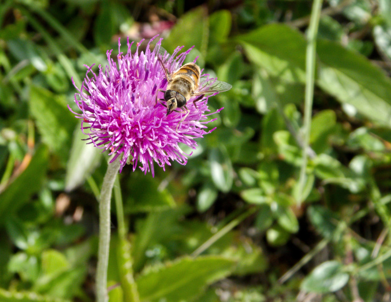 Brienzerrothorn2 100.jpg