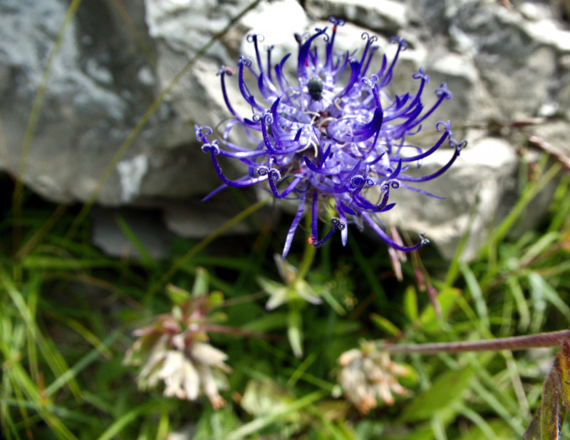 Brienzerrothorn2 102.jpg