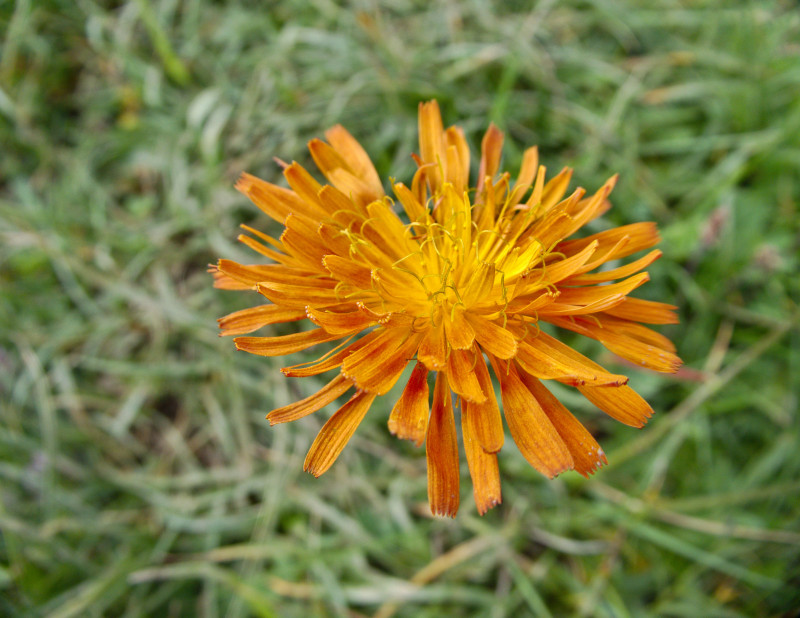 Brienzerrothorn2 110.jpg