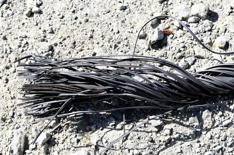 Sektion 2: Gerissenes Tragsel