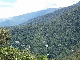 Kurz vor La Montana ist die Vegetation noch dicht und üppig.