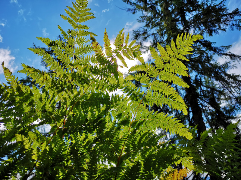 Spielereien mit der neuen Handy-Kamera