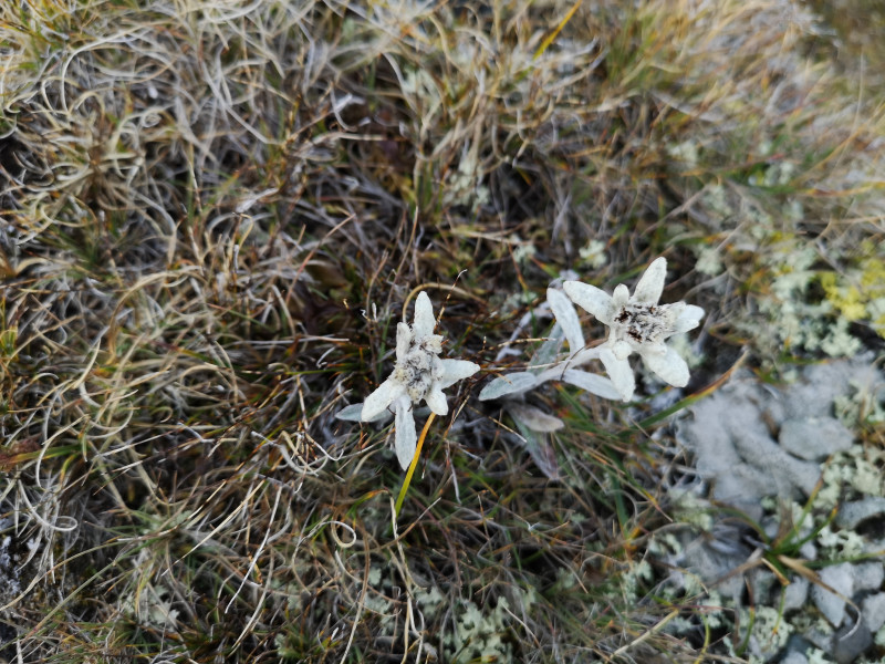 Edelweiss