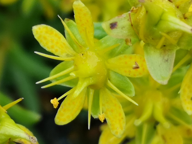 Interessante Flora unterwegs