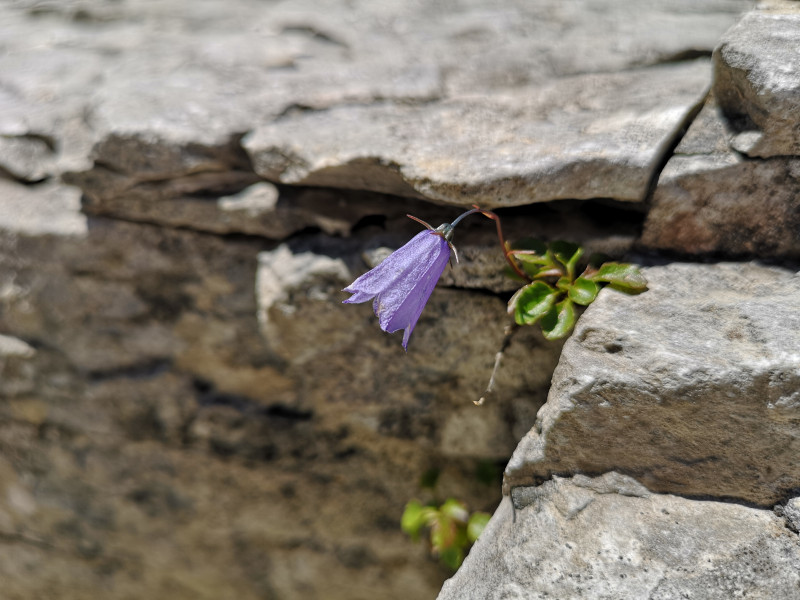 Einsame Blume zwischen den Felsen bei den Gletschermühlen