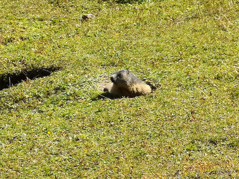 Am Samstag konnten wir auf dem Rückweg zwei Murmeltiere aus relativ kurzer Distanz beobachten