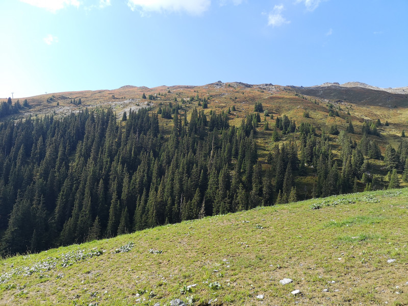 Oberhalb Plaun. Der Hang zum Crap Sogn Gion hatte eine orange-rote Färbung. Diese wurde, wie sich später herausstellen sollte durch die verfärbten Blätter der Heidelbeeren verursacht. Leider lassen sich die Farben auf den Fotos nicht wirklich einfangen.