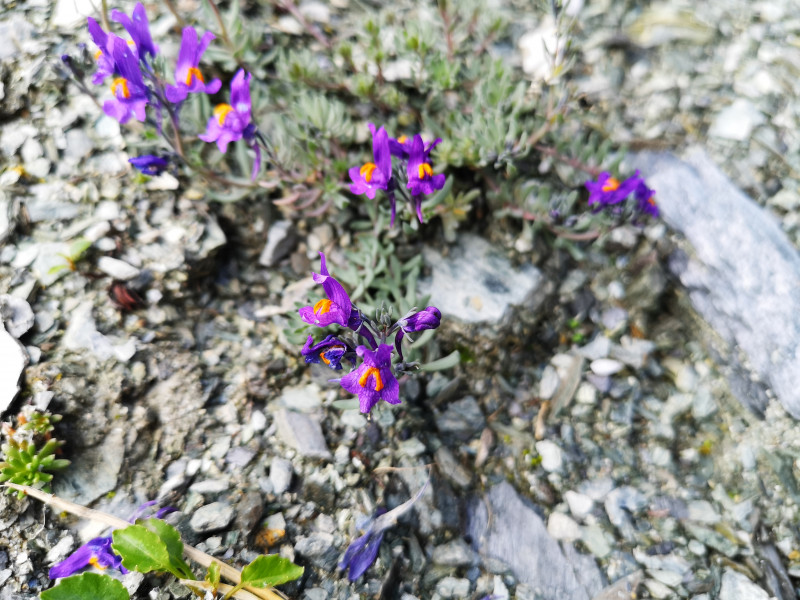 Immer wieder verblüffend wie auch aus diesem felsigen Untergrund noch Pflanzen wachsen können
