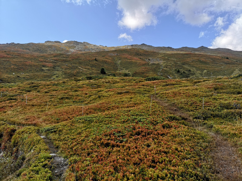 Bei den ersten verfärbten Heidelbeeren angekommen. Wiedermal ein unglaublich schönes Werk der Natur.