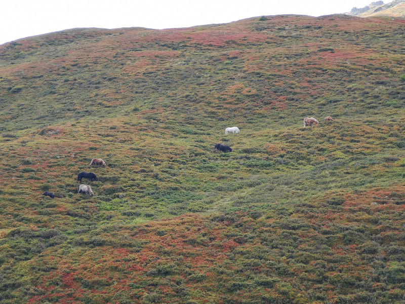 Pferde in den Bergenweiden: Sieht man auch nicht alle Tage