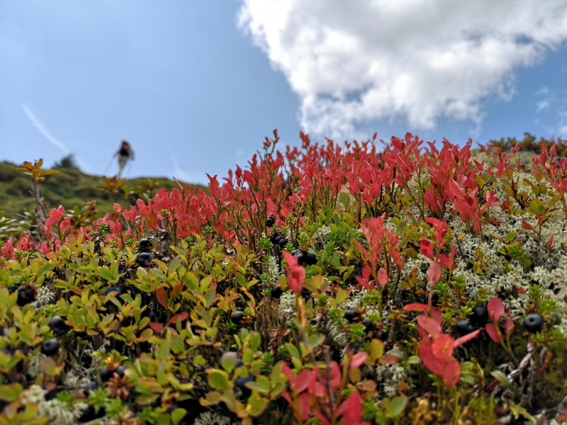 Heidelbeeren (oder etwas Ähnliches?) auf dem steilen Aufstieg nach Crest La Siala