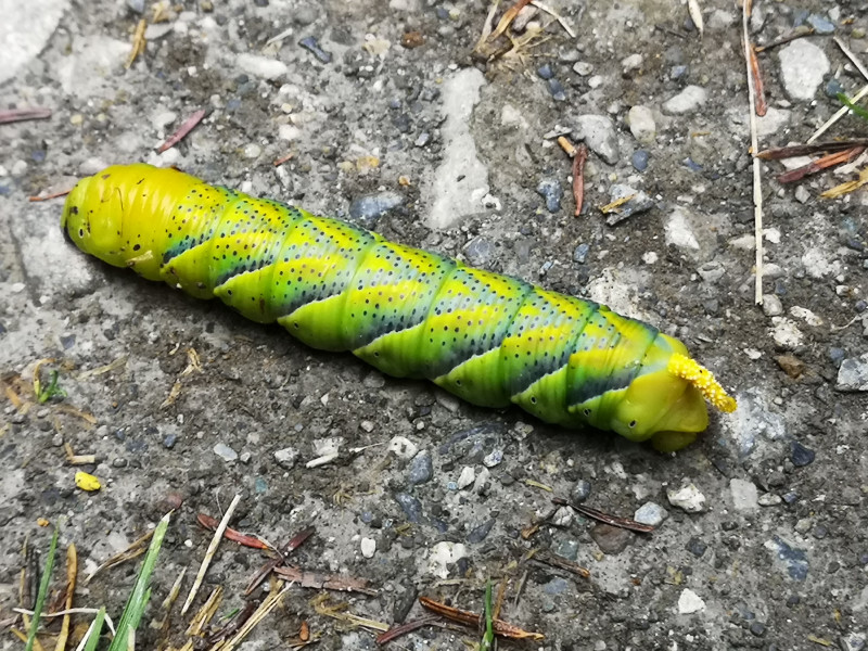 Riesige Raupe auf dem Weg zum Crestasee, war bestimmt 10 cm lang. Ich hatte zuvor noch nie so eine grosse Raupe gesehen.
