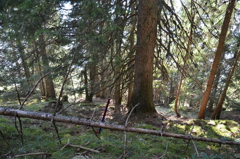 Wald unterhalb Stütze 10