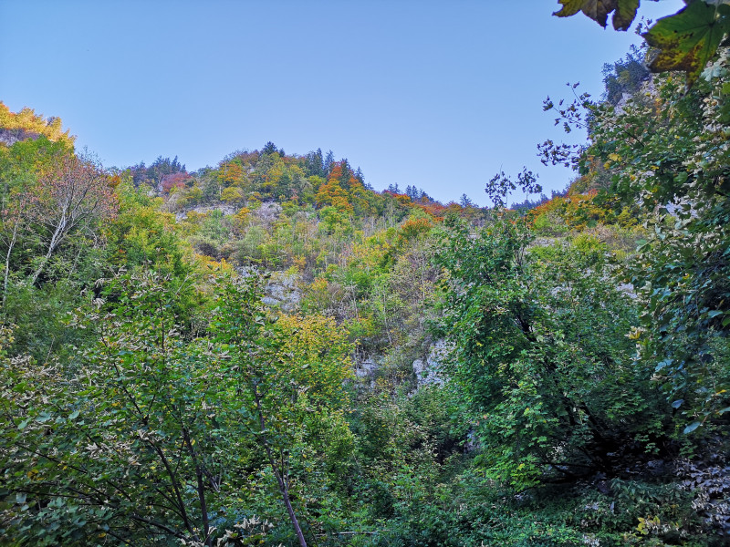 Unterwegs auf dem steilen Weg zur Alp Tschingla. Die herbstliche Färbung des Waldes war wunderschön anzusehen, hier leider noch im Schatten.