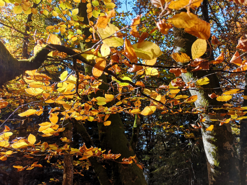 Wunderschön gelb gefärbte Blätter, in der Sonne gerade noch nochmals schöner