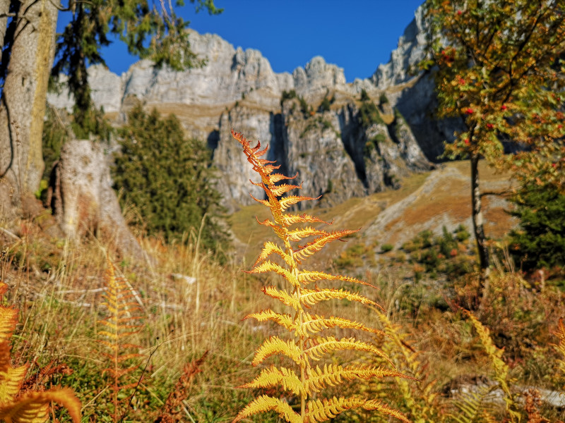 Auch der Farn hatte eine schöne Färbung. Im Hintergrund der Schibenstoll, einer der Churfirsten.