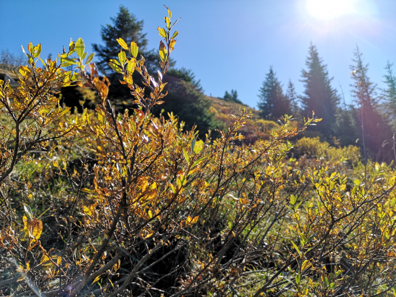 Sobald man unter die Baumgrenze kam war auch hier wieder die herbstliche Färbung zu bestaunen