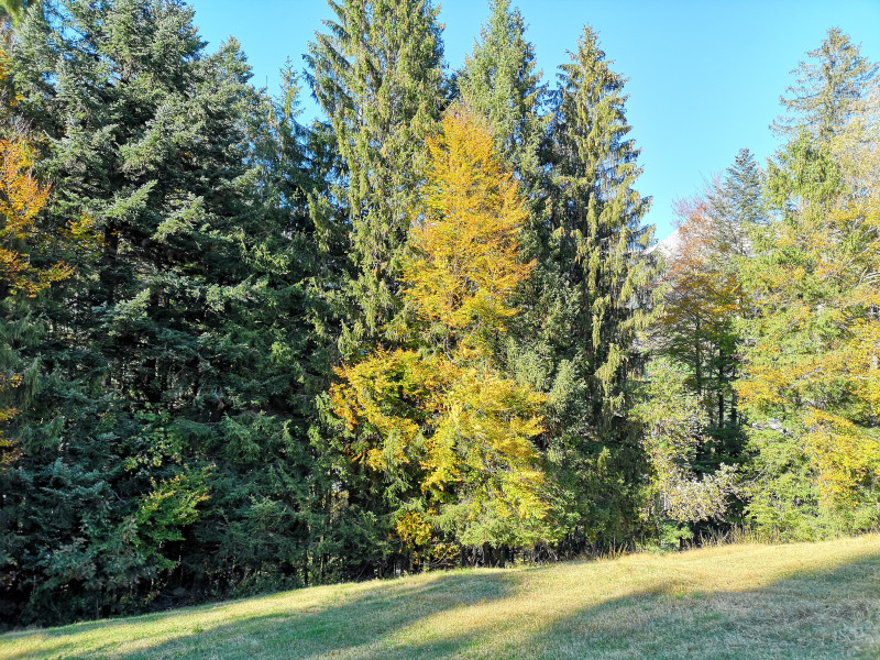 Noch einmal vorbei an wunderschön verfärbten Bäumen. Kurz darauf sind wir dann an der Bushaltestelle in Unterwasser angelangt.