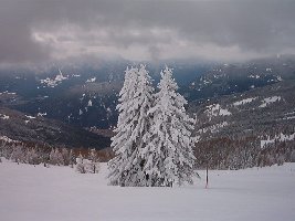 Fichten neben der Gipfelabfahrt.jpg