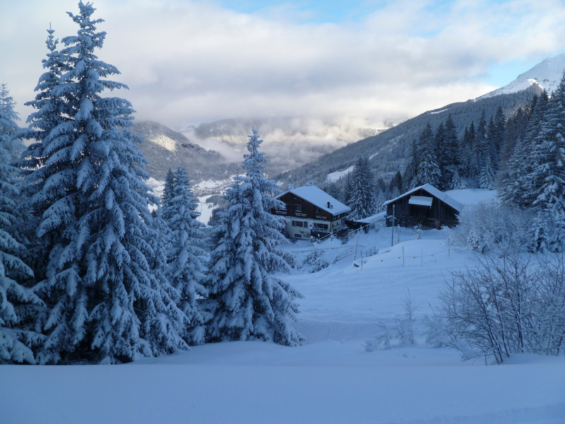 15:03 Uhr: Blick durch die verschneiten Tannen zum Roggi’s Baizli. Die Abfahrten sind durch die grösseren Mengen an Neuschnee doch ziemlich anstrengend. Zum Glück ist er pulvrig.