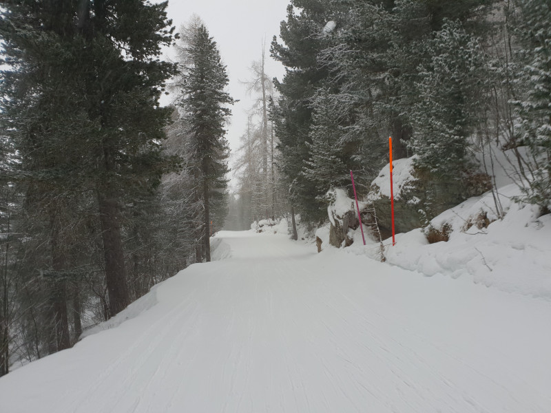 Im Wald war die Sicht recht gut